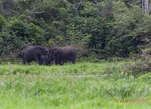 139 LOANGO Inyoungou Riviere Marecage avec Famille Elephants 12E5K2IMG_79219wtmk.jpg